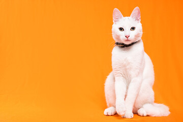 Portrait of young white cat on orange background. playful naughty looks