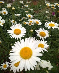 daisies in a field