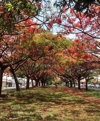 autumn in the park