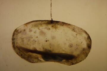 Live Shark Embryo at Aquarium