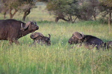 Cape Buffalo in Serengeti, Tanzania, Africa