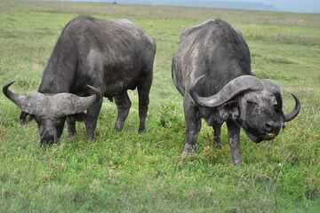Naklejka na ściany i meble Cape Buffalo in Serengeti, Tanzania, Africa