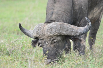 Naklejka premium Cape Buffalo in Serengeti, Tanzania, Africa