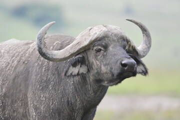 Cape Buffalo in Serengeti, Tanzania, Africa
