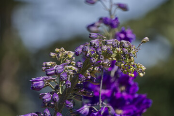 Blooming Delphinium in the Summer