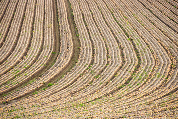 収穫前の玉ねぎ畑
