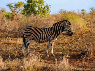 Obraz premium Zebra in Kruger National Park, South Africa.
