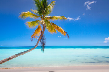 Naklejka na ściany i meble Tropical paradise: caribbean beach with palm tree, Punta Cana, Saona Island