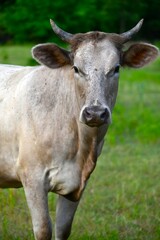 portrait of a cow