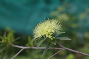 Golden Penda, Expo Gold, Xanthostemon chrysanthus. Yellow flower have many leaves is blur background.