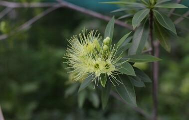 Golden Penda, Expo Gold, Xanthostemon chrysanthus. Yellow flower have many leaves is blur background.