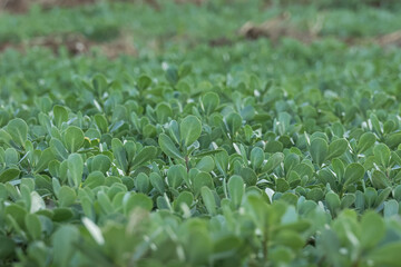 purslane plants growing outside in summer portulaca oleracea