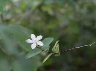 Close up White flower, Thailand
