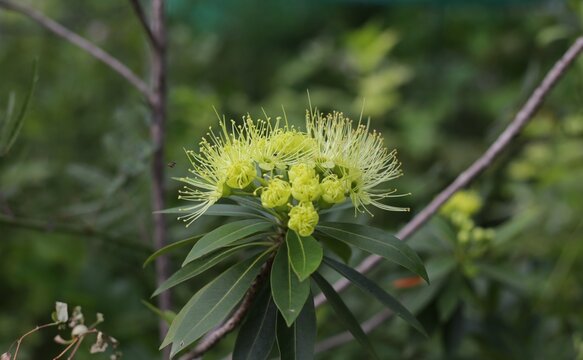 Golden Penda, Expo Gold, Xanthostemon chrysanthus. Yellow flower have many leaves is blur background.