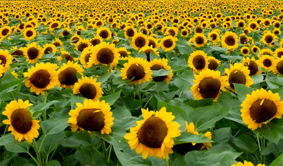 들판에 활짝핀 해바라기
sunflowers blooming in the field