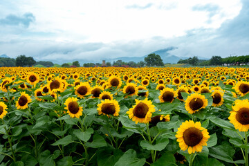 들판에 활짝핀 해바라기
sunflowers blooming in the field - obrazy, fototapety, plakaty