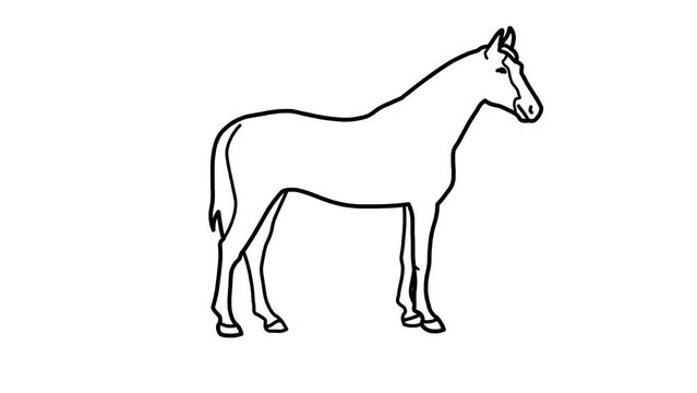 horse Sketch and 2d animated