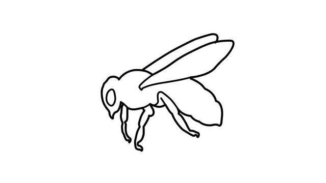 honey bee Sketch and 2d animated