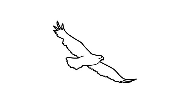 Hawk Sketch and 2d animated