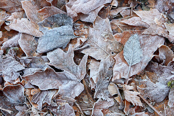 Pile of Leaves with Frost