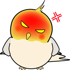 怒る可愛いオカメインコ