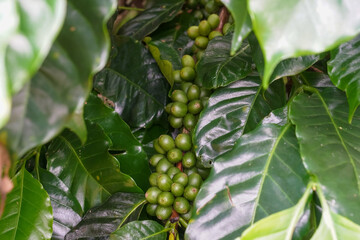Selective focus Farmers who grow Arabica coffee beans on the farm Harvest Robusta Berries harvest concept