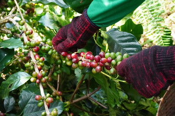 Selective focus Farmers who grow Arabica coffee beans on the farm Harvest Robusta Berries harvest...