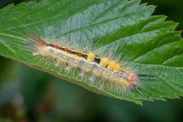 A White-marked Tussock Moth (Orgyia leucostigma) hangs out on a nice green leaf. Raleigh, North Carolina.