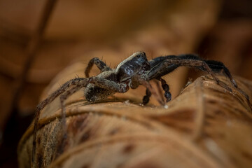 A Wolf Spider (Subfamily Lycosinae) skitters across the litter of the forest floor. Raleigh, North Carolina.