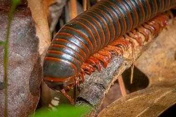 An American Giant Millipede (Narceus americanus). Raleigh, North Carolina.