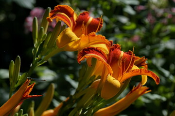 The flowers of the daylily Frans Hals with inner petals are brick-red, the outer petals are orange-yellow.