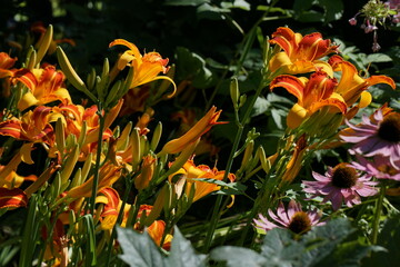 Yellow-orange daylily flowers Frans Hals and purple rudbeckia flowers in a mixborder.

