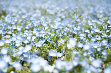 ネモフィラ満開