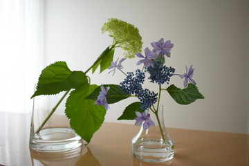アナベルと紫陽花
