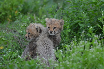Obraz premium Beautiful Cheetah in the Serengeti, Tanzania, Africa