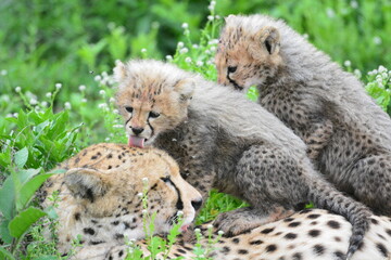 Beautiful Cheetah in the Serengeti, Tanzania, Africa