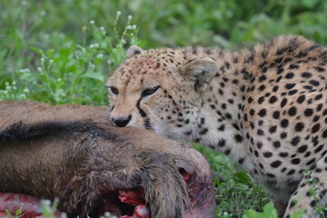 Beautiful Cheetah in the Serengeti, Tanzania, Africa