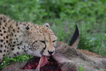 Beautiful Cheetah in the Serengeti, Tanzania, Africa