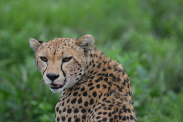 Beautiful Cheetah in the Serengeti, Tanzania, Africa