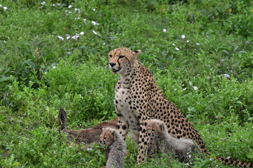 Beautiful Cheetah in the Serengeti, Tanzania, Africa