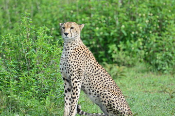 Beautiful Cheetah in the Serengeti, Tanzania, Africa