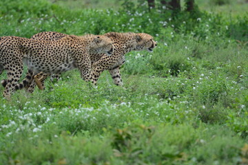 Beautiful Cheetah in the Serengeti, Tanzania, Africa