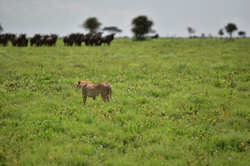 Beautiful Cheetah in the Serengeti, Tanzania, Africa