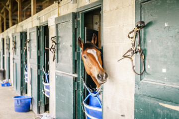 Horse in a stable