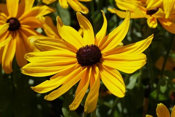 A bright yellow of a beautiful Gloriosa Daisy 'Indian Summer' flower at full bloom