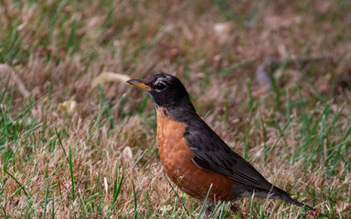 Portrait of A Robin Standing On The Grass At Jamaica Plain, Massachusetts, USA