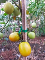 Tomatoes in the garden 