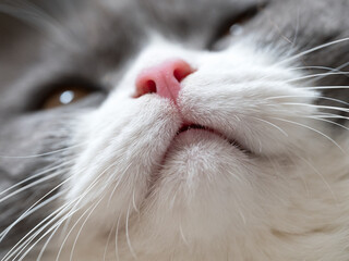 Close-up of fluffy mouth of british shorthair cat