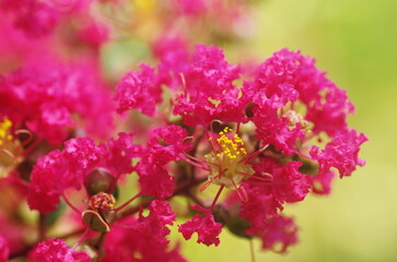 Fototapeta premium サルスベリの花