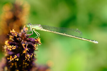 セスジイトトンボ
